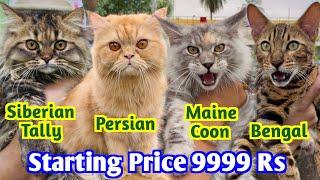 Maine Coon, Bengal & Persian Cat Price in India. Cat Market in Kolkata. Pet Shop Kolkata.