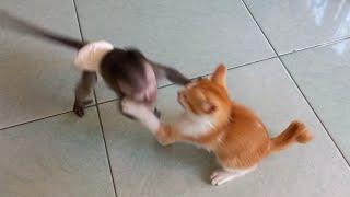 koko and cat (pupus) fight #monpai#babymonkey#monkey#animalshome