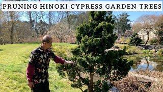 Pruning Hinoki Cypress Garden Trees