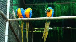 Blue And Gold Macaws Standing In Metal Pole