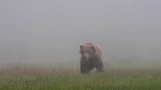 Large Brown Bear in Fog