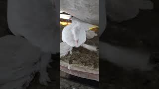 #hashtag #pigeon #samar #kabutar #pigeonloft #fancypigeon #birds #samar loft akaipur7797