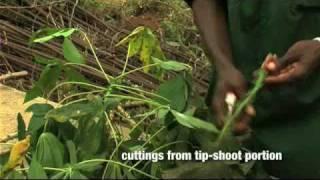 Rapid multiplication of cassava: Part 1 of 2 (FRENCH CAPTIONED)