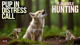 Pup In Distress Call For Predator Hunting - Bring Them In Close!