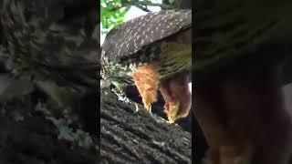 New Zealand Falcon Feeding #birds #nature #newzealand