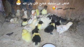 الإعلان عن مسابقة  هنفرح الكل بإذن الله  مسابقات المربي الصغير  الكل كسبان  فيديو مهم 