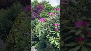 Он начинает цвести️Рододендрон в моём саду️Герань крупнокорневищная️ Осока моровии ️Вечнозелёные