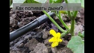 Как поливать дыни?