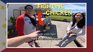 Fighting Chickens On A Bus in The Philippines 