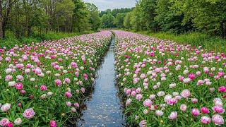 All your worries will disappear if you listen to this music Relaxing music calms nerves