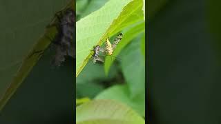 A female Scorpion-fly showing fascinating behaviour part 1