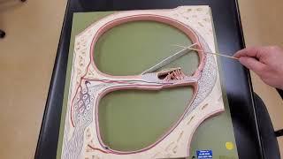 Professor Long - Ear Anatomy 3, Internal Anatomy of the Cochlea