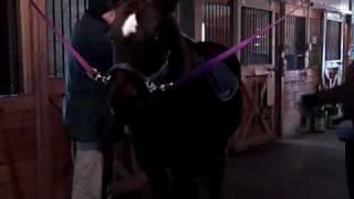 Miracles in Motion Therapeutic Riding - Tacking up the horse