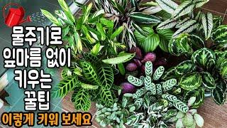 칼라데아 잎마름 고민 해결 풍성하고 예쁘게 키울 수 있는 가드닝 꿀팁 / 분갈이할 때 분촉 번식 모르고 하면 후회하는 이유 /  칼라데아 12종류 키우는 가드너의 팁이에요