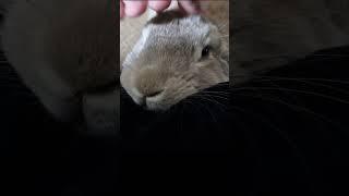 6 Tips on How to bond with your Rabbit!