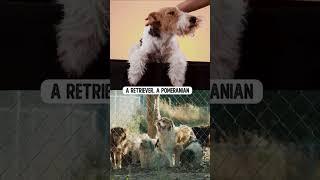 CHARLES DARWIN and the FOX TERRIER