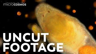 An Hour of Our Uncut Microscopic Footage