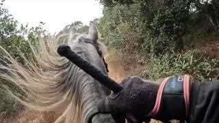 Learning  To Canter, Fox Trot  and Saddle Gait- Tennessee Walking Horse Sara - Gaited Horse Training