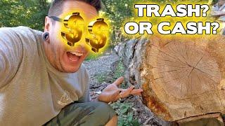 THERE'S GOLD IN THEM THAR LOGS! Or is there?