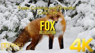 Foxes Cunning and Graceful Creatures  Foxes | Wild | Relaxation | 4K | Meditation | Life | Fur 