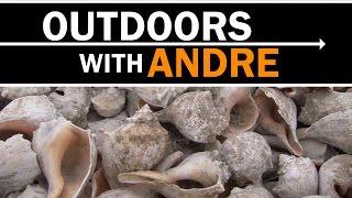 Outdoors with Andre: Shell reef helping to clean Barnegat Bay