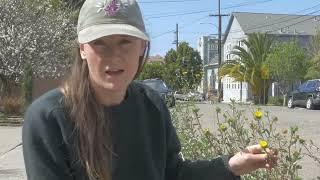 Pollinator corridor with California native plants - an urban habitat restoration project