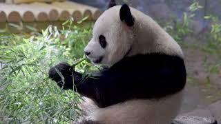 #DCPandas: Giant Pandas Bao Li and Qing Bao at Smithsonian's National Zoo