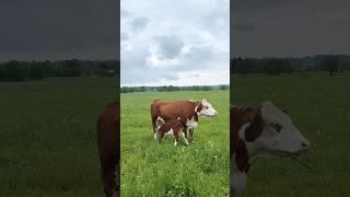 Кто двух мамок сосет? #герефорд #корова #cow #теленок #мама #молоко #ферма #животные #farming #baby
