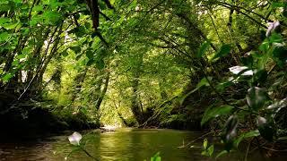 SOUNDS OF THE FOREST, GENTLE BIRDSONG WITH BUBBLING BROOK, RELAXING FOREST SOUNDS