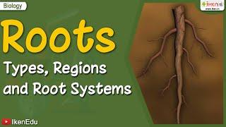 Roots Types Regions Root Systems | Biology | iKen | iKenEdu | iKenApp