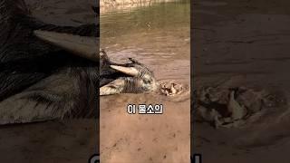 물소는 왜 물속에 들어갈까요?