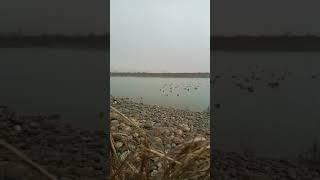 Duck hunting & rainy  weather at river indus #viral #shots