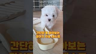 강아지 지능 테스트 방법