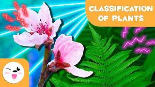 Classification of PLANTS according to their FLOWERSCryptogams and Phanerogams  Natural Sciences.