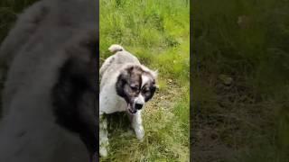 Шопен и Цунами #animal #собака #animaldog #животные #dog #doglover