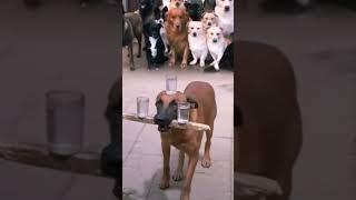 Funniest Dog Moment Ever! You Have to See This! #shorts