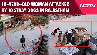 Rajasthan News | Out On Walk, 18-Year-Old Woman Attacked By 10 Stray Dogs In Rajasthan