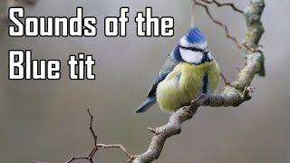 Blue tit - Sounds