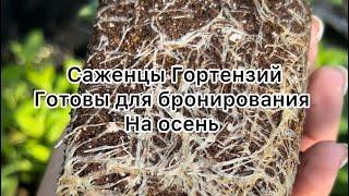 Обзор питомника , чтобы забронировать растения для осенней  отправки пишите ватсап ️89509999994