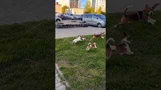 Догонялки / ч.2 (полное видео в Telegram Kvik DoG)