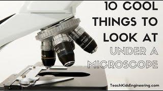 10 Cool Things to View Under a Microscope