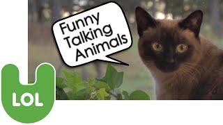 Funny Talking Animals