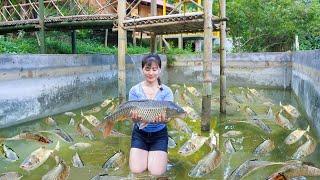 A Bumper Fish Harvest - Catch Many Fish At Fish Pond Goes To Market Sell | My Bushcraft / Nhất