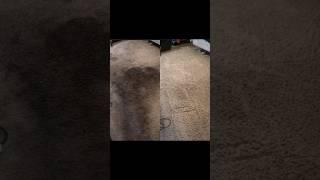 HOW I DIY CARPET CLEAN EXTREMELY SOILED CARPETS!!!