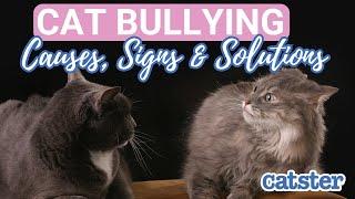 Cat Bullying 101: What You Need To Know