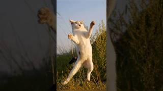 Funny animals 2023 - Funniest Cats and Dogs Video245 #shorts