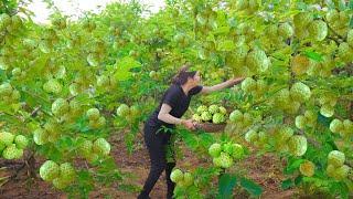 Lý Thị Hồng Harvest Custard Apple Garden| Best Cooking Sweet And Sour Pork Ribs| Goes To Market Sell