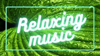 RELAXING MUSIC | FRESH MEDITATION MUSIC | RELAXING REFRESHING MUSIC | CALMING MUSIC | MINDIFY