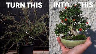 1 Rule to Turn Shrubs Into Ancient Bonsai