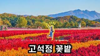 가족 가을 나들이, 고석정 꽃밭, 고석정, 오리로스 [ 이불밖적응기#329 ]